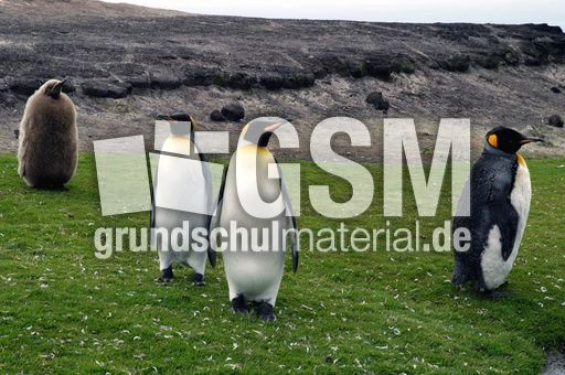 Königspinguin (13 von 84).jpg